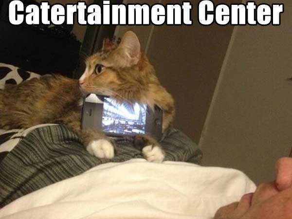 le funny cats memes - Catertainment Center
