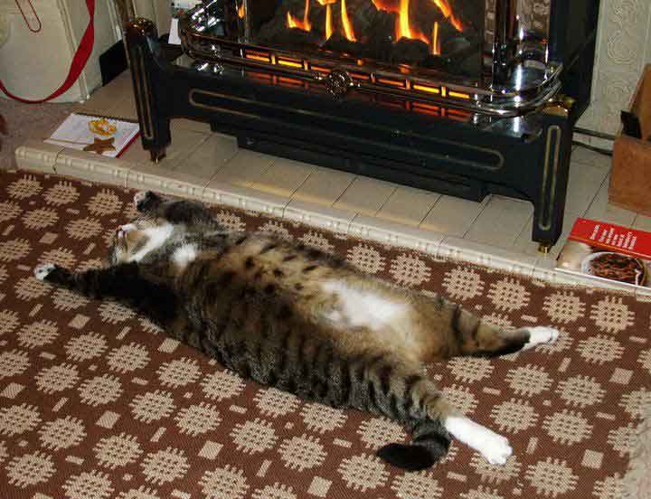 cat by fireplace -
