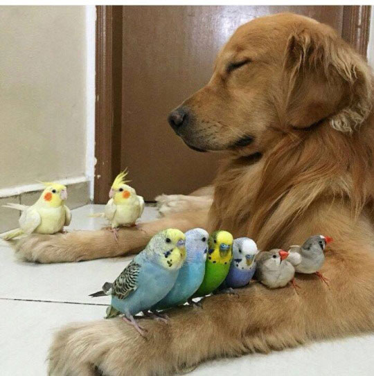 dog with birds