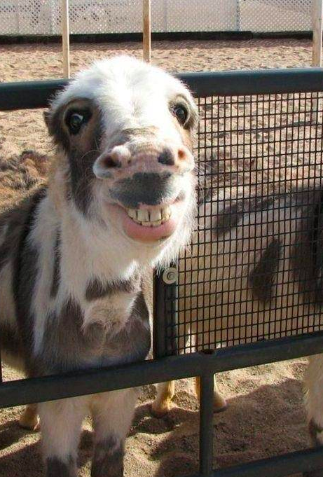 pony smiling