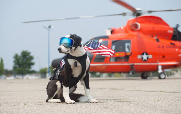 coast guard dog