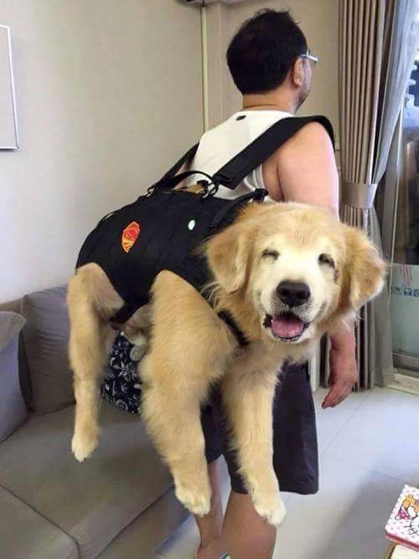 dog backpack funny