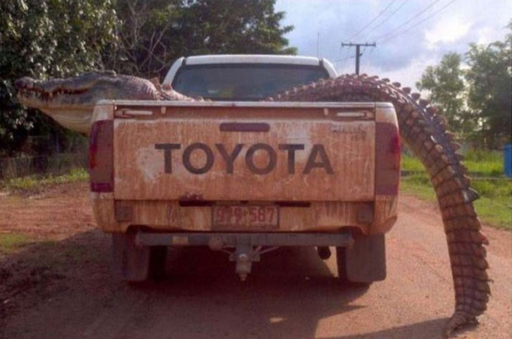 predators in australia - Toyota