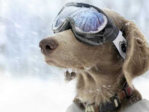 happy monday dog winter