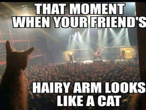 best metal memes - That Moment When Your Friend'S Hairy Arm Looks A Cat