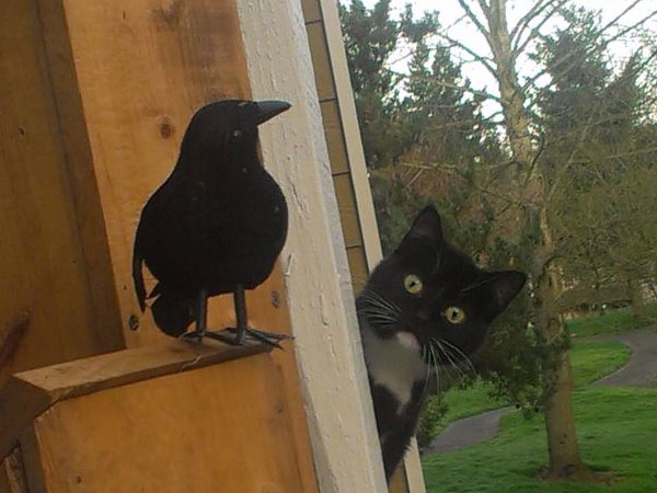 cat looking at fake bird