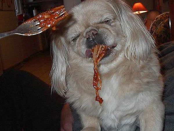 dog spaghetti