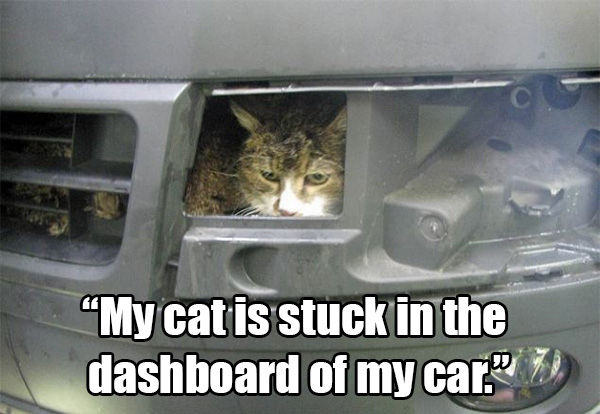 cat - My cat is stuck in the dashboard of my car