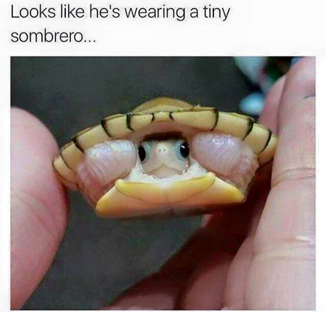 sombrero turtle - Looks he's wearing a tiny sombrero..