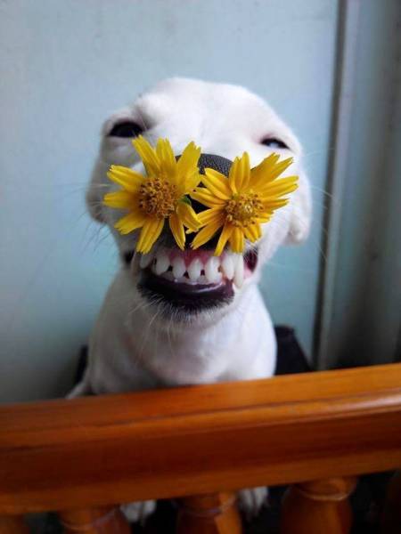 dog with flowers in nose