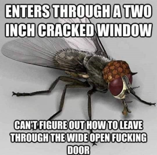 scumbag fly meme - Enters Through A Two Inch Cracked Window Cant Figure Out How To Leave Through The Wide Open Fucking Door