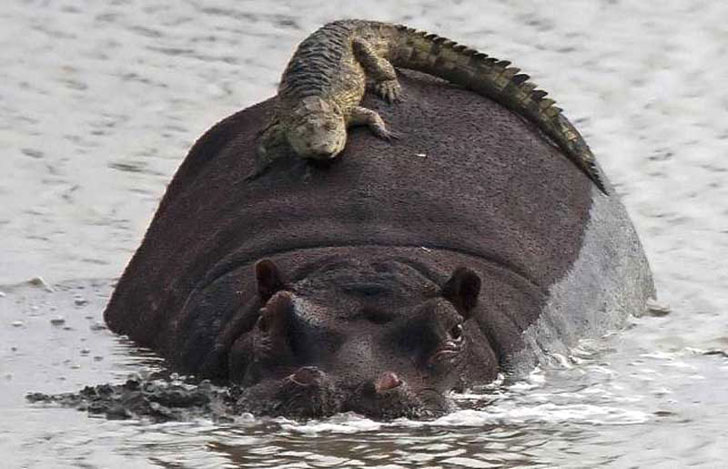 hippo crocodile