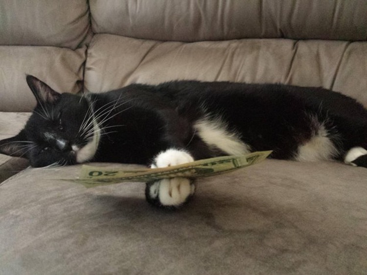 This dad who trusts the cat with $40.