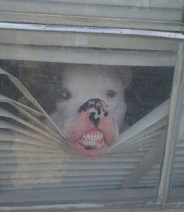 dog looking through blinds
