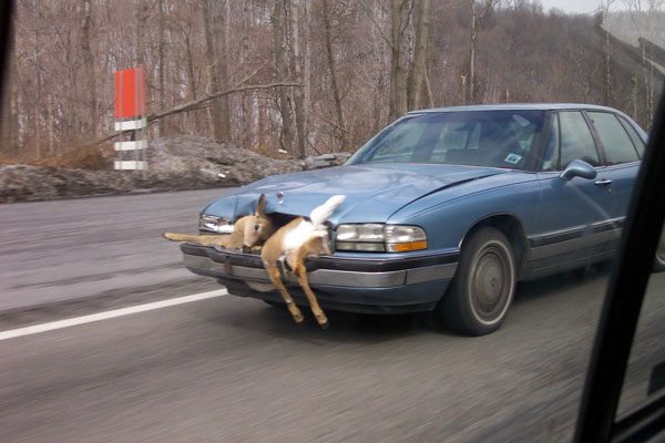 deer car accident