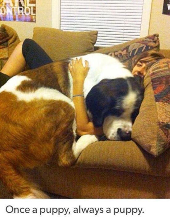 big dogs hug - Once a puppy, always a puppy.