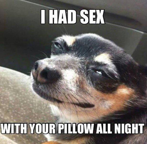 had sex with your pillow dog meme - I Had Sex With Your Pillow All Night