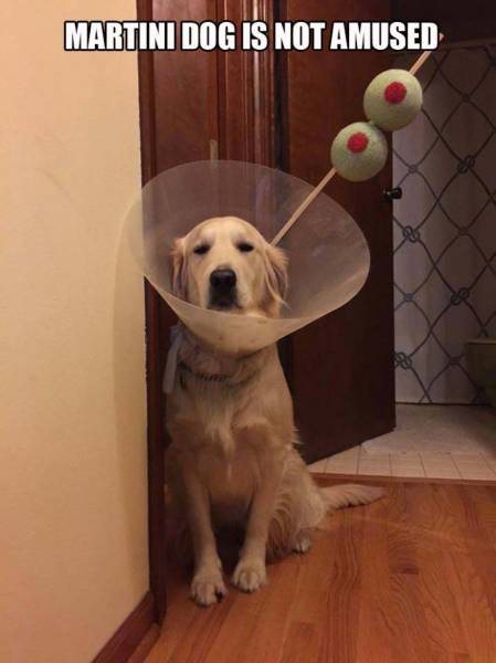 my humans are jerks - Martini Dog Is Not Amused