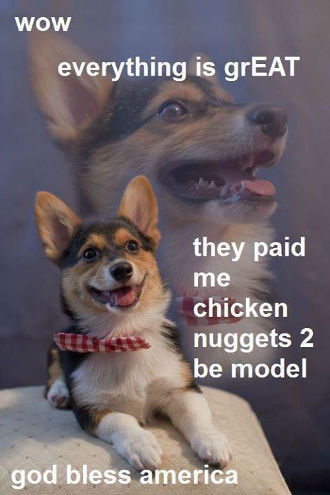 chicken nuggets dog meme - Wow everything is grEAT they paid me chicken nuggets 2 be model god bless america