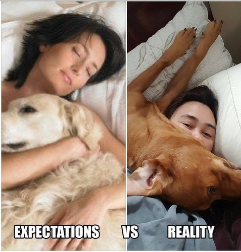 sleeping with dog expectation vs reality - Expectations Vs Reality