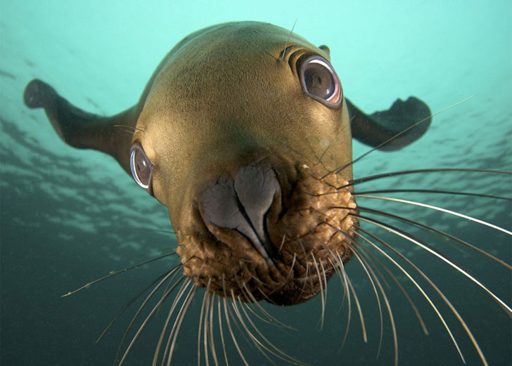 random pic sea lion close up