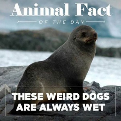 sea lion - Animal Fact Of The Day These Weird Dogs Are Always Wet