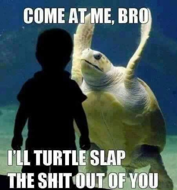 shit that keeps me up at night memes - Come At Me, Bro I'Ll Turtle Slap The Shit Out Of You
