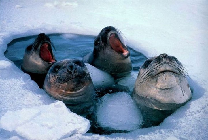 silly seals