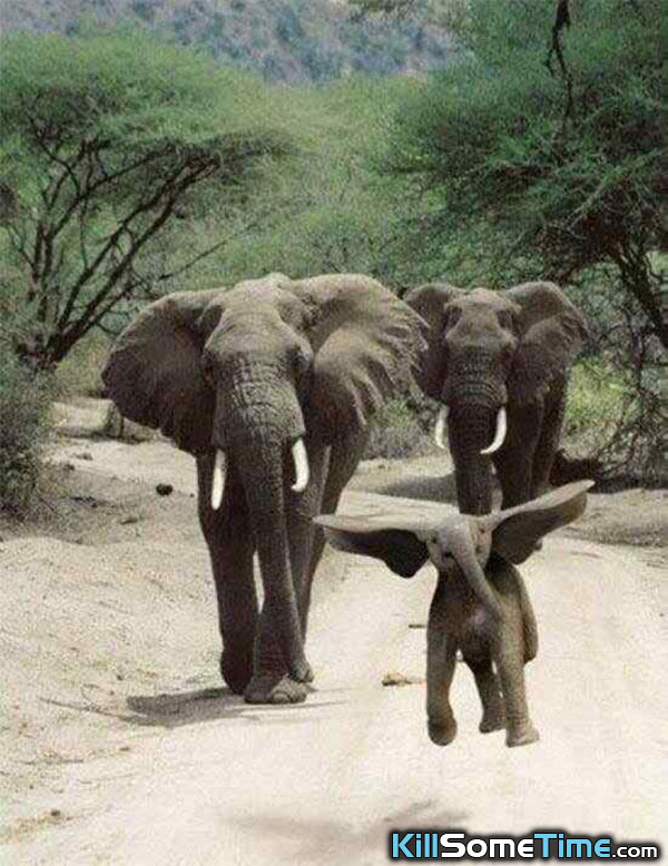 baby elephant jumping - KillSomeTime.com