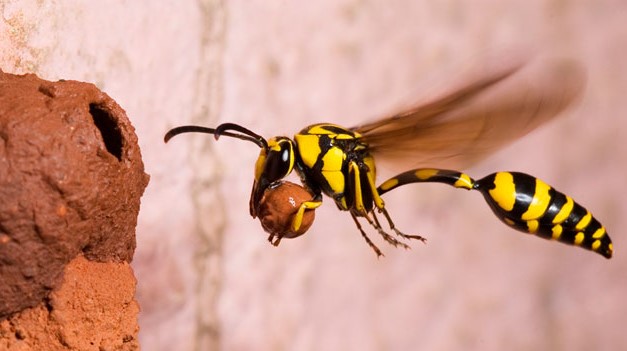 potter wasps
