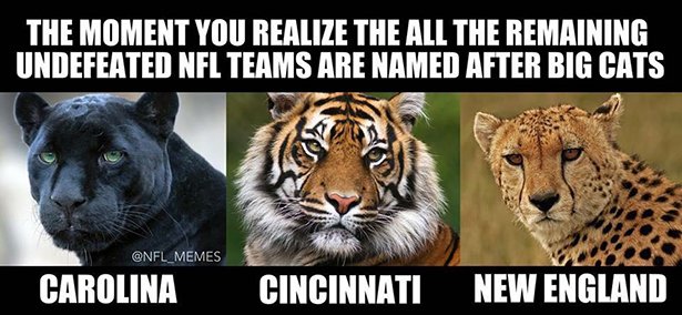 american football meme - The Moment You Realize The All The Remaining Undefeated Nel Teams Are Named After Big Cats Carolina Cincinnati New England