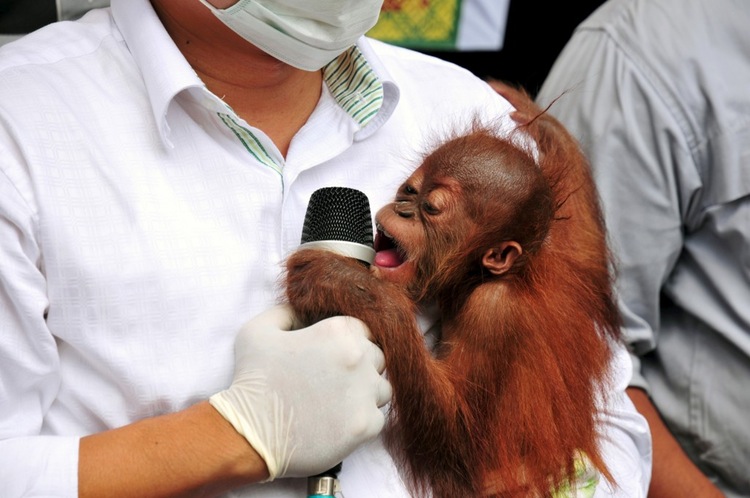 A police officer holds a baby orangutan after it was seized from a wildlife trafficking syndicate in Sumatra, Indonesia.