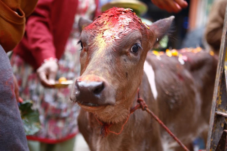 Nepali devotees worship a cow during the Tihar festival in Kathmandu, Nepal.
