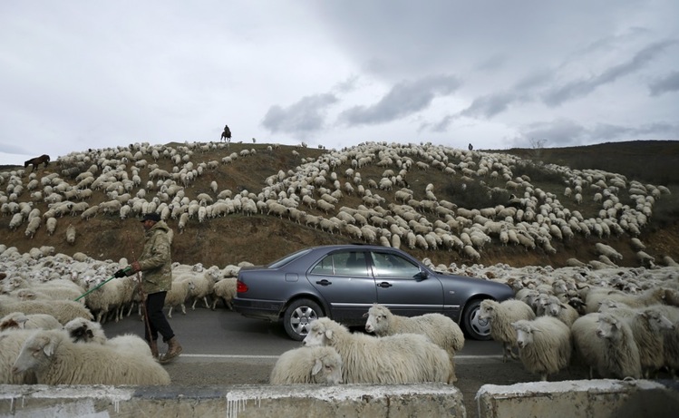 Hundreds of sheep block a car in Georgia as they are moved hundreds of kilometers across the country during an annual migration