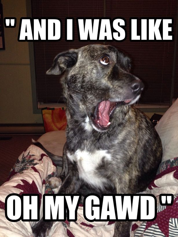 random pic oh my gawd dog meme - "And I Was Oh My Gawd"