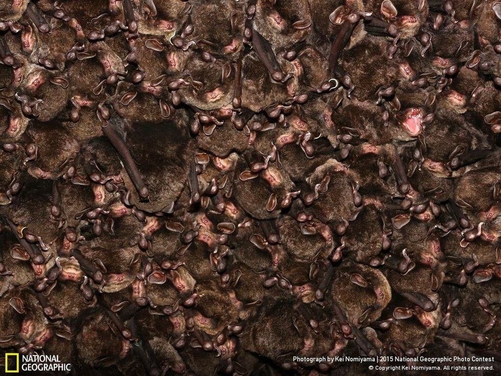 Hibernation of Eastern Bent-Winged Bats...The photographer, Kei Nomiyama, says: "When winter comes, eastern bent-winged bats form a colony for hibernation... We found this valuable colony (bats beyond 4000), in an artificial cave. This was a big delight for the researchers."