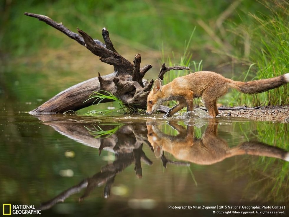 Red Fox...The photographer, Milan Zygmunt, says: "The red fox has an elongated body and relatively short limbs. The tail, which is longer than half the body length, is fluffy and reaches the ground when in a standing position."