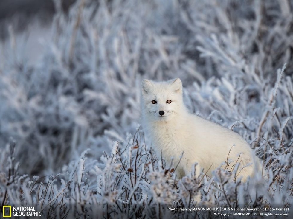 White Fox...The photographer, Manon Moulis, says: "An arctic fox in frozen willows."