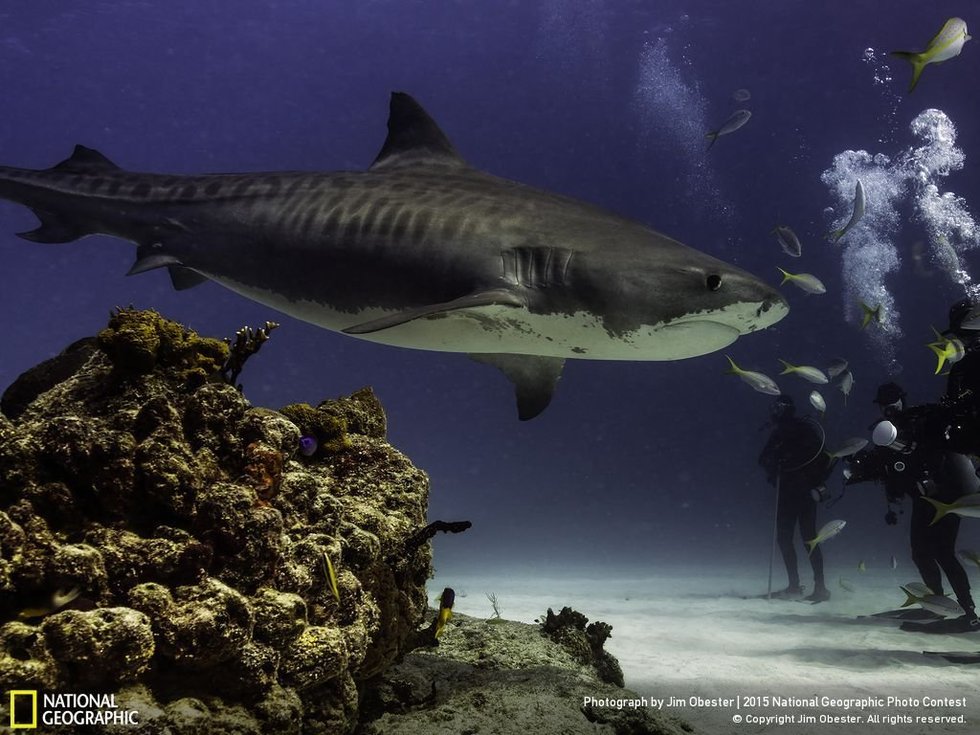 Tiger shark and divers...The photographer, Jim Obester, says: "Big female tiger shark off the Bahamas."