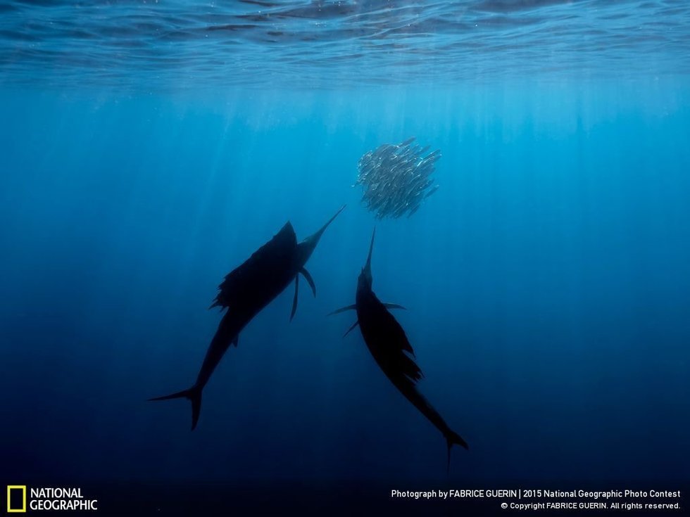 The twins...The photographer, Fabrice Guerin, says: "Once a year, in the warm waters of the Gulf of Mexico, off the coast of Isla Mujeres, you can see the fastest fish in the world hunting fish shoals: the sailfish. In their tens, they drill the balls of terrified fish, offering us an impressive show. But we also notice shoals of fish, essential in the survival of the other marine species, are slowly disappearing.