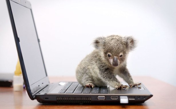 tiny koala baby