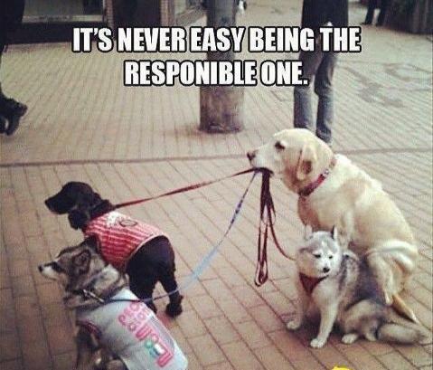 responsible funny - It'S Never Easy Being The Responible One.