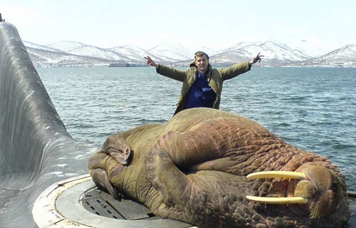 walrus falls asleep on submarine