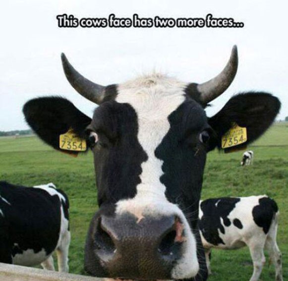cow optical illusion - This cows face has two more faces.co 73544 7354