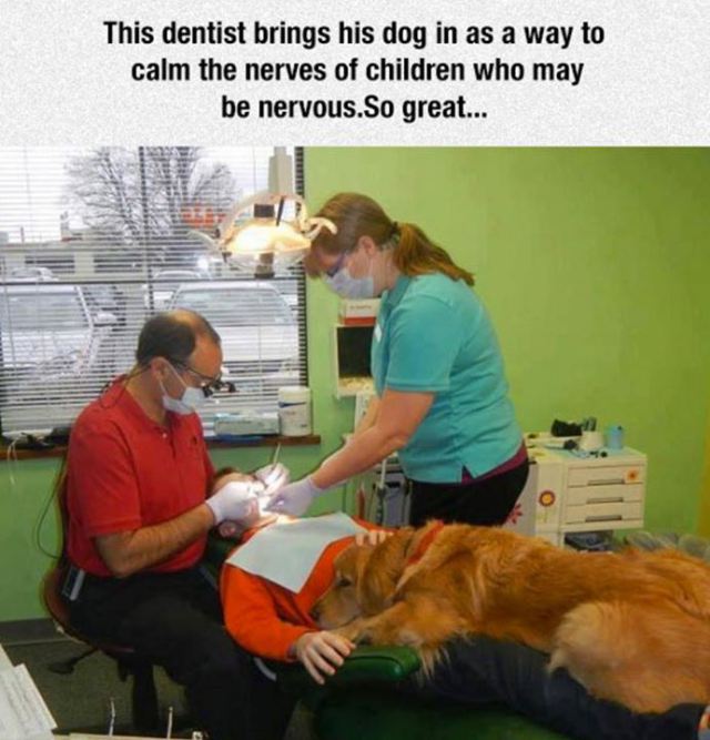 This dentist brings his dog in as a way to calm the nerves of children who may be nervous.So great...