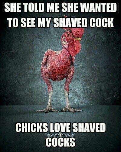 rooster memes - She Told Me She Wanted To See My Shaved Cock Chicks Love Shaved Cocks