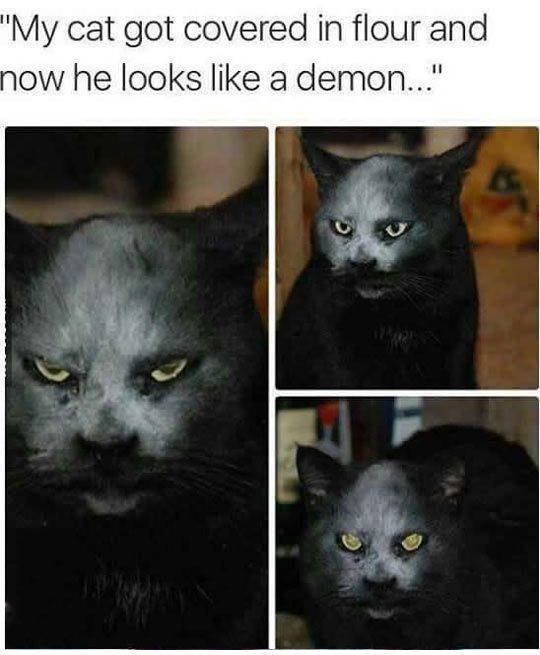 cat covered in flour demon - "'My cat got covered in flour and now he looks a demon..."