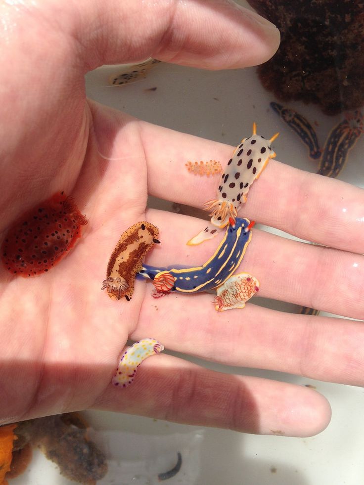 cool pic tiny sea slugs