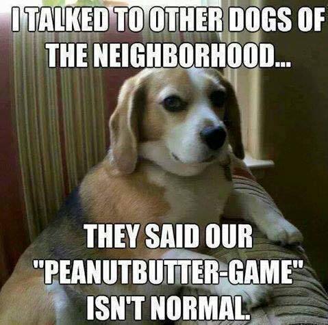 bhavin turakhia - Italked To Other Dogs Of The Neighborhood... They Said Our "PeanutbutterGame" Isn'T Normal.