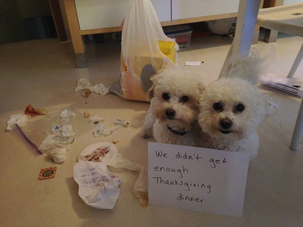 guilty cute dogs - We didn't get enough Thanksgiving dinner